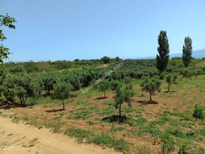 Tekirdağ Şarköy Hoşköy Mahallesi Satılık Zeytinlik 12