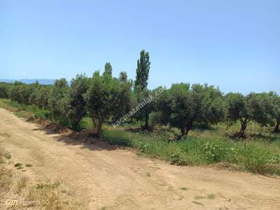 Tekirdağ Şarköy Hoşköy Mahallesi Satılık Zeytinlik 4