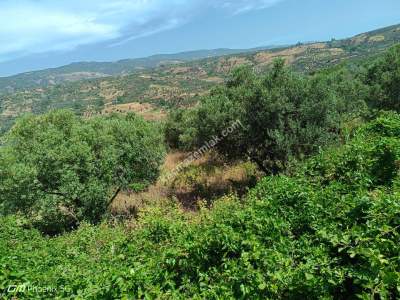 Tekirdağ Şarköy Hoşköy Mahallesi Satılık Zeytinlik 11