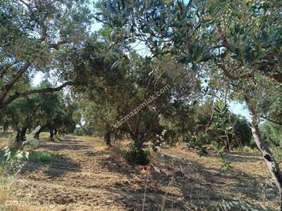 Tekirdağ Şarköy İğdebağları Mahallesi Satılık Zeytinlik 2