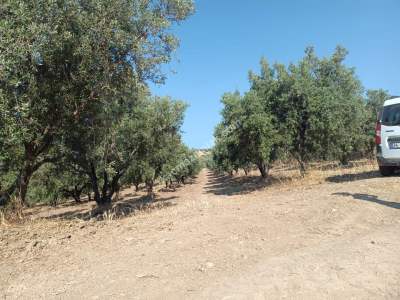 Tekirdağ Şarköy İğdebağları Mahallesi Satılık Zeytinlik 8