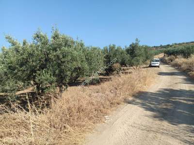 Tekirdağ Şarköy İğdebağları Mahallesi Satılık Zeytinlik 10