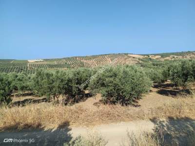 Tekirdağ Şarköy İğdebağları Mahallesi Satılık Zeytinlik 9