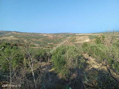 Tekirdağ Şarköy İğdebağları Mahallesi Satılık Zeytinlik 2