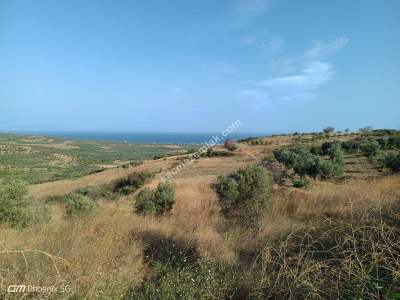 Tekirdağ Şarköy İğdebağları Mahallesi Satılık Zeytinlik 12