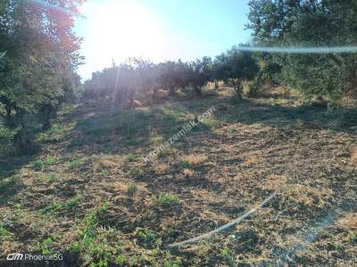 Tekirdağ Şarköy İğdebağları Mahallesi Satılık Zeytinlik 13