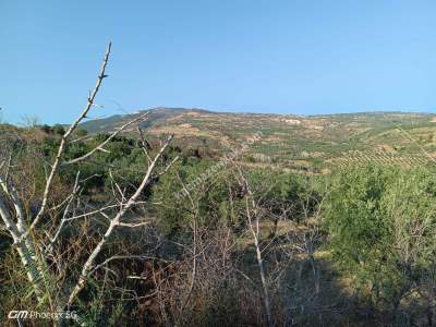 Tekirdağ Şarköy İğdebağları Mahallesi Satılık Zeytinlik 3