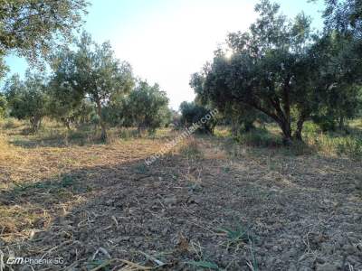 Tekirdağ Şarköy İğdebağları Mahallesi Satılık Zeytinlik 6