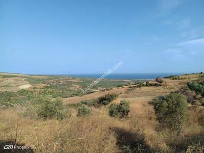 Tekirdağ Şarköy İğdebağları Mahallesi Satılık Zeytinlik 10