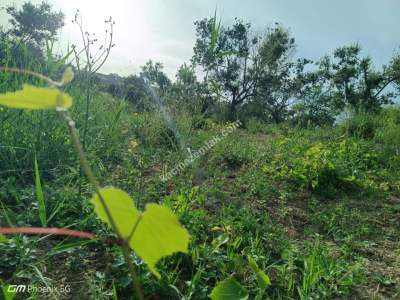 Tekirdağ Şarköy Kirazlı Mahallesi Satılık Zeytinlik 2