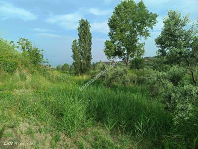 Tekirdağ Şarköy Kirazlı Mahallesi Satılık Zeytinlik 4