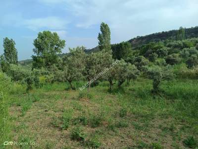 Tekirdağ Şarköy Kirazlı Mahallesi Satılık Zeytinlik 5