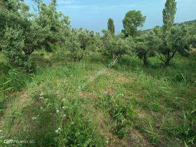 Tekirdağ Şarköy Kirazlı Mahallesi Satılık Zeytinlik 8