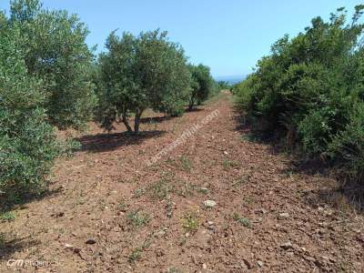 Tekirdağ Şarköy Kızılcaterzi Mah. Satılık Zeytinlik 18