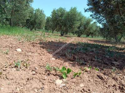 Tekirdağ Şarköy Kızılcaterzi Mah. Satılık Zeytinlik 17