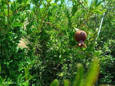 Tekirdağ Şarköy Kızılcaterzi Mah. Satılık Zeytinlik 16