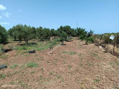 Tekirdağ Şarköy Kızılcaterzi Mah. Satılık Zeytinlik 15