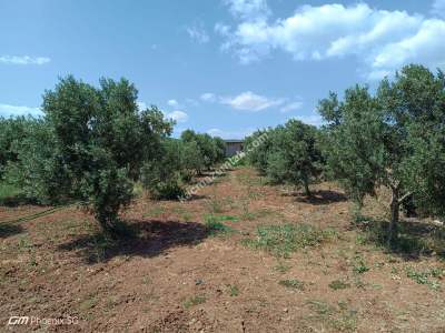 Tekirdağ Şarköy Kızılcaterzi Mah. Satılık Zeytinlik 7