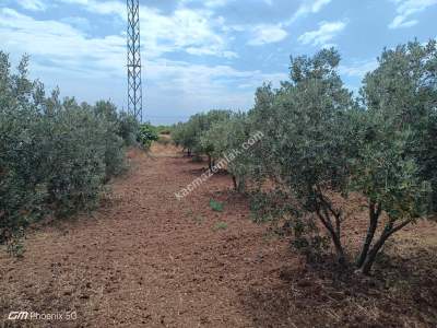 Tekirdağ Şarköy Kızılcaterzi Mah. Satılık Zeytinlik 7