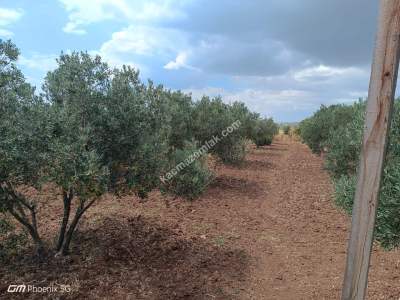 Tekirdağ Şarköy Kızılcaterzi Mah. Satılık Zeytinlik 8