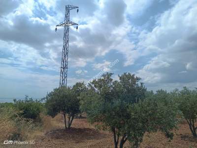 Tekirdağ Şarköy Kızılcaterzi Mah. Satılık Zeytinlik 11