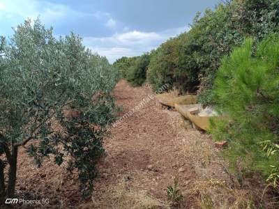 Tekirdağ Şarköy Kızılcaterzi Mah. Satılık Zeytinlik 9