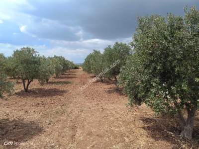 Tekirdağ Şarköy Kızılcaterzi Mah. Satılık Zeytinlik 13