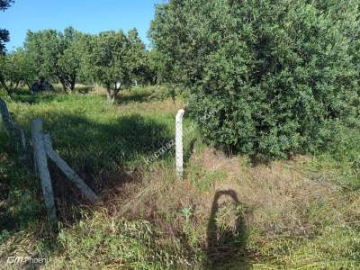 Tekirdağ Şarköy Mürefte Mahallesi Satılık Zeytinlik 5