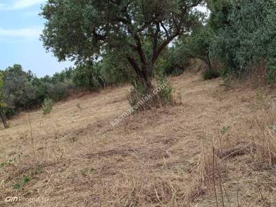 Tekirdağ Şarköy Mürefte Mahallesinde Satılık Zeytinlik 4