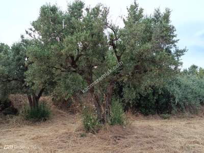 Tekirdağ Şarköy Mürefte Mahallesinde Satılık Zeytinlik 8