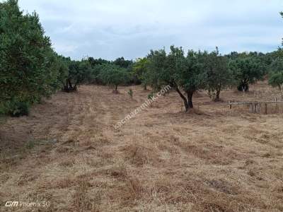 Tekirdağ Şarköy Mürefte Mahallesinde Satılık Zeytinlik 9