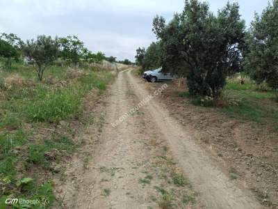 Tekirdağ Şarköy Mürefte Mahallesinde Satılık Zeytinlik 2