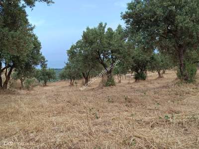 Tekirdağ Şarköy Mürefte Mahallesinde Satılık Zeytinlik 6