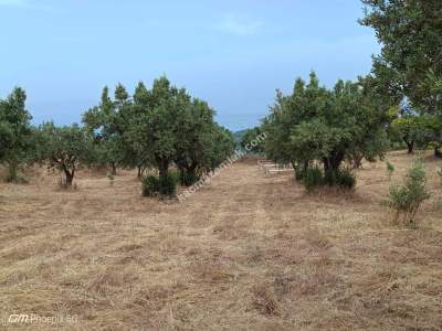 Tekirdağ Şarköy Mürefte Mahallesinde Satılık Zeytinlik 5