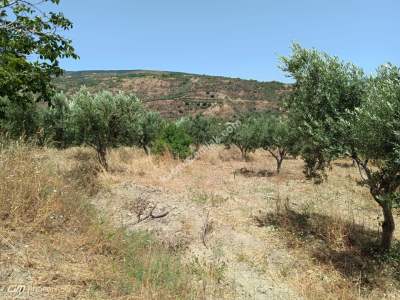 Tekirdağ Şarköy Mürefte Mahallesi Satılık Zeytinlik 4