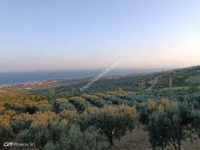 Tekirdağ Şarköy Mürefte Mahallesi Satılık Zeytinlik 14