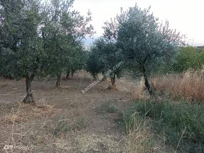 Tekirdağ Şarköy Mürefte Mahallesi Satılık Zeytinlik 8