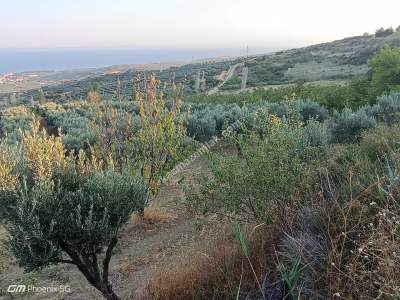 Tekirdağ Şarköy Mürefte Mahallesi Satılık Zeytinlik 12