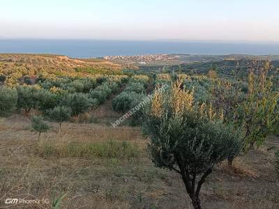 Tekirdağ Şarköy Mürefte Mahallesi Satılık Zeytinlik 11