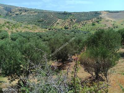 Tekirdağ Şarköy Tepeköy Mahallesi Satılık Tarla 14