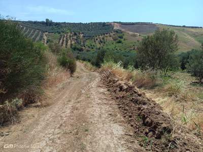 Tekirdağ Şarköy Tepeköy Mahallesi Satılık Tarla 4