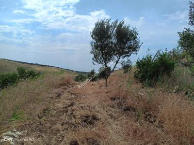 Tekirdağ Şarköy Tepeköy Mahallesi Satılık Tarla 22