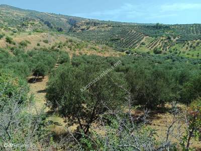 Tekirdağ Şarköy Tepeköy Mahallesi Satılık Tarla 16