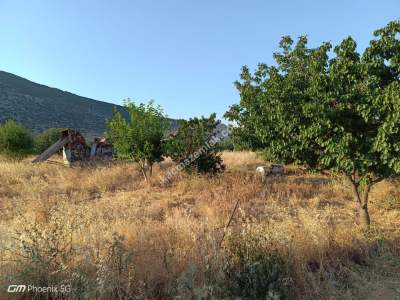 Tekirdağ Şarköy Tepeköy Mahallesi Satılık Zeytinlik 5