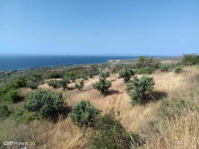 Tekirdağ Şarköy Yukarıkalamış Mah. Satılık Zeytinlik 11