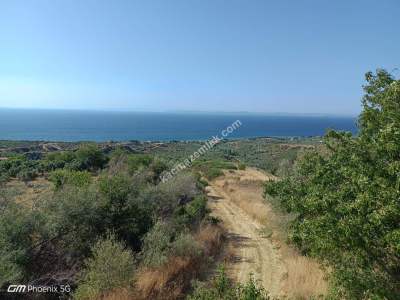 Tekirdağ Şarköy Yukarıkalamış Mah. Satılık Zeytinlik 3