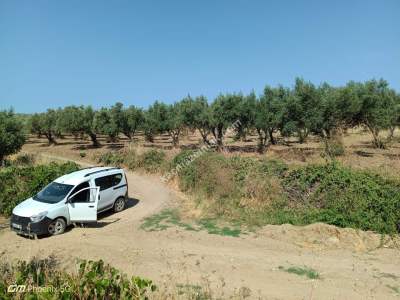 Tekirdağ Şarköy Yukarıkalamış Mah. Satılık Zeytinlik 3