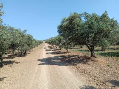 Tekirdağ Şarköy Yukarıkalamış Mah. Satılık Zeytinlik 6